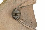 Kettneraspis Trilobite With Long Occipital - Lghaft, Morocco #357354-3